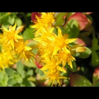 Sedum Compressum (fam. Crassulacees) (3)